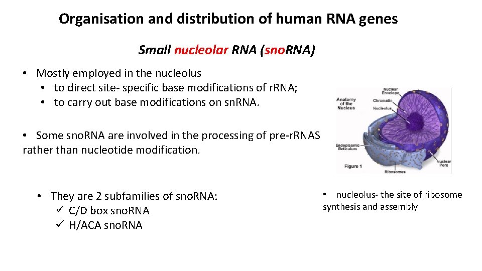 Organisation and distribution of human RNA genes Small nucleolar RNA (sno. RNA) • Mostly