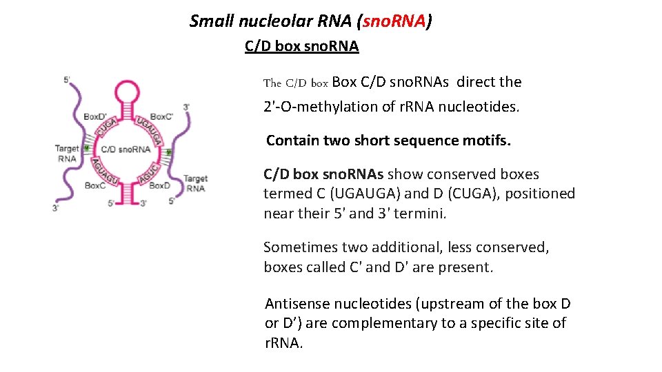 Small nucleolar RNA (sno. RNA) C/D box sno. RNA The C/D box Box C/D