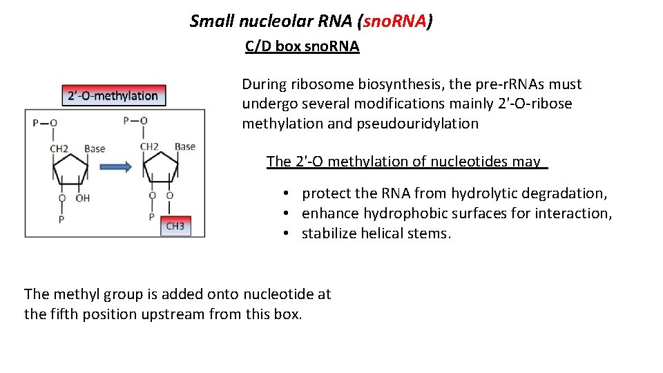 Small nucleolar RNA (sno. RNA) C/D box sno. RNA During ribosome biosynthesis, the pre-r.