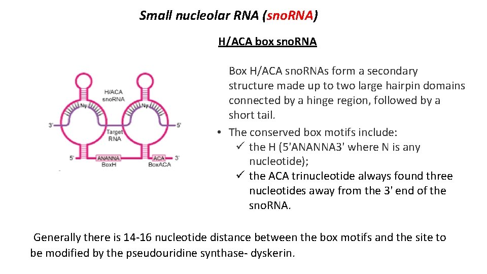 Small nucleolar RNA (sno. RNA) H/ACA box sno. RNA Box H/ACA sno. RNAs form