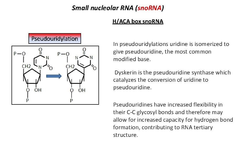 Small nucleolar RNA (sno. RNA) H/ACA box sno. RNA In pseudouridylations uridine is isomerized