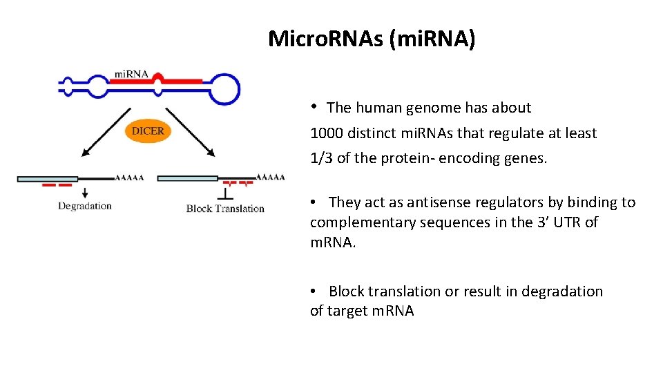 Micro. RNAs (mi. RNA) • The human genome has about 1000 distinct mi. RNAs