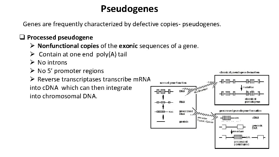 Pseudogenes Genes are frequently characterized by defective copies- pseudogenes. q Processed pseudogene Ø Nonfunctional
