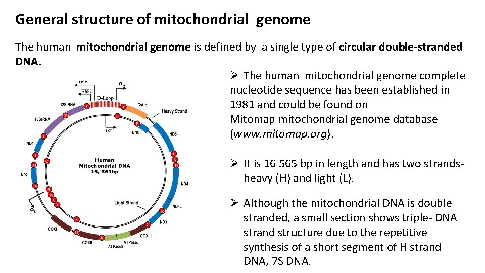 General structure of mitochondrial genome The human mitochondrial genome is defined by a single