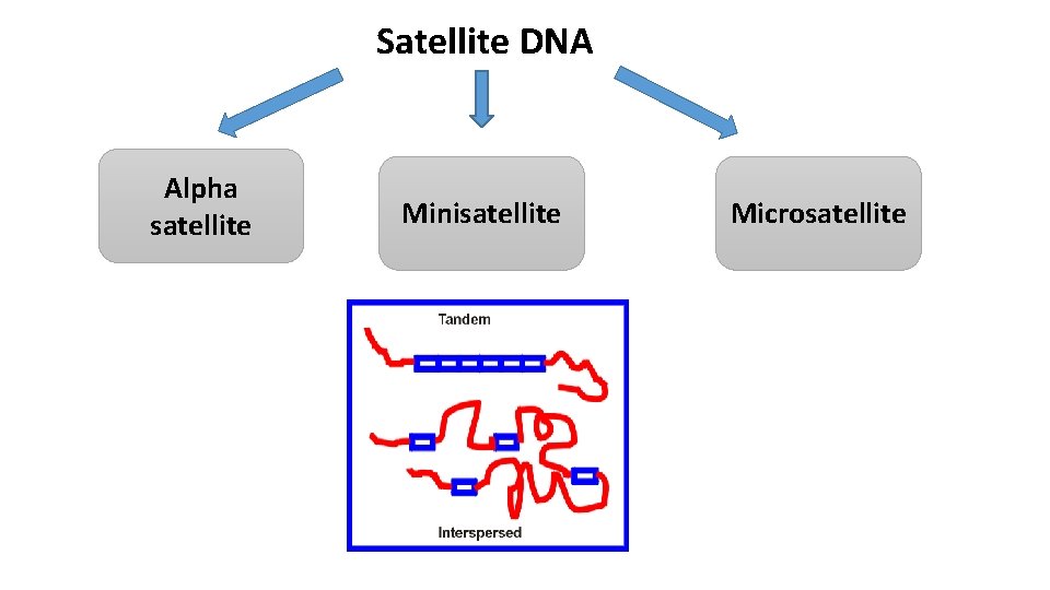 Satellite DNA Alpha satellite Minisatellite Microsatellite 