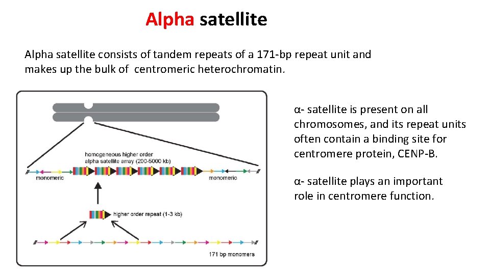 Alpha satellite consists of tandem repeats of a 171 -bp repeat unit and makes