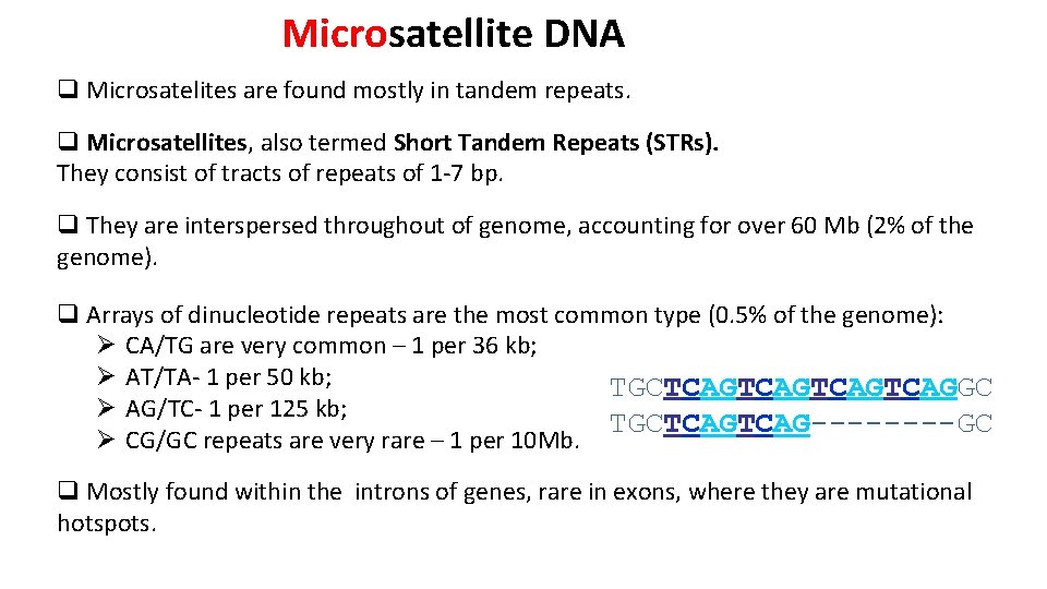 Microsatellite DNA q Microsatelites are found mostly in tandem repeats. q Microsatellites, also termed