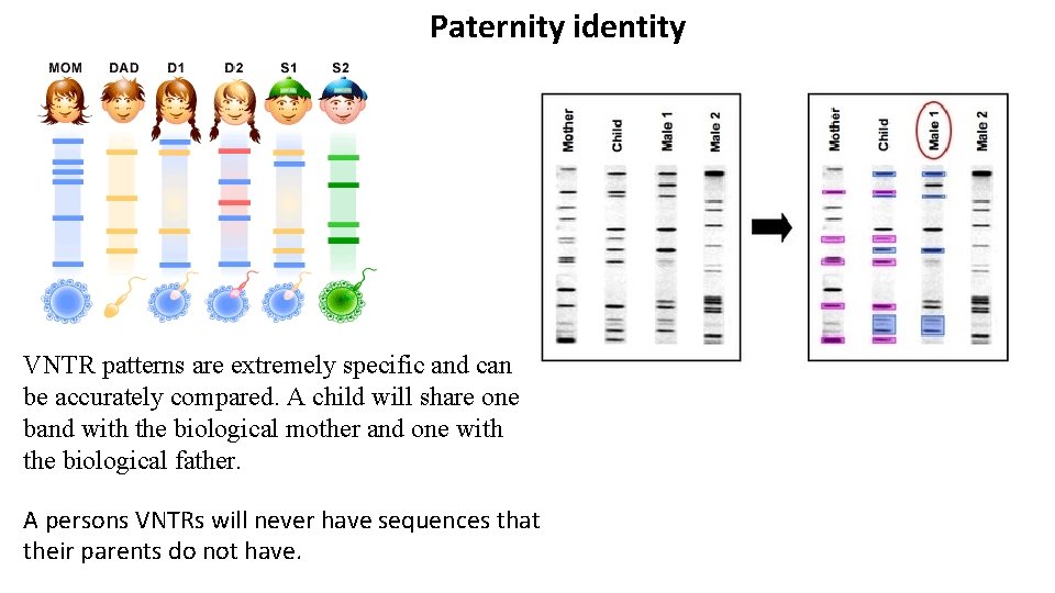 Paternity identity VNTR patterns are extremely specific and can be accurately compared. A child