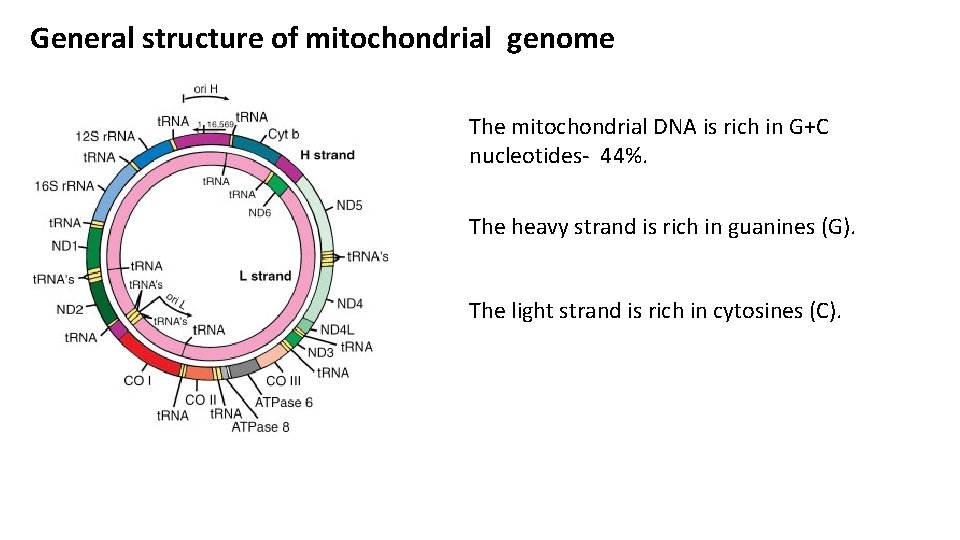 General structure of mitochondrial genome The mitochondrial DNA is rich in G+C nucleotides- 44%.