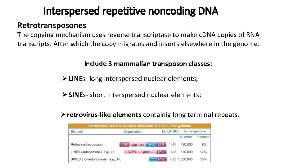 Interspersed repetitive noncoding DNA Retrotransposones The copying mechanism uses reverse transcriptase to make c.