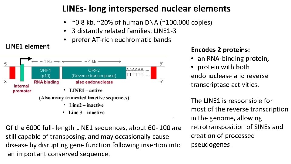 LINEs- long interspersed nuclear elements LINE 1 element • ~0. 8 kb, ~20% of