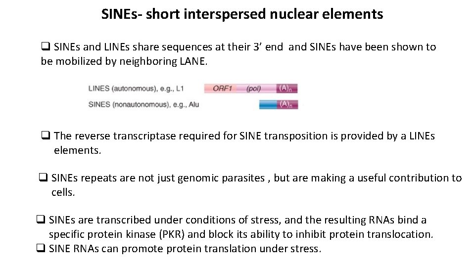 SINEs- short interspersed nuclear elements q SINEs and LINEs share sequences at their 3’