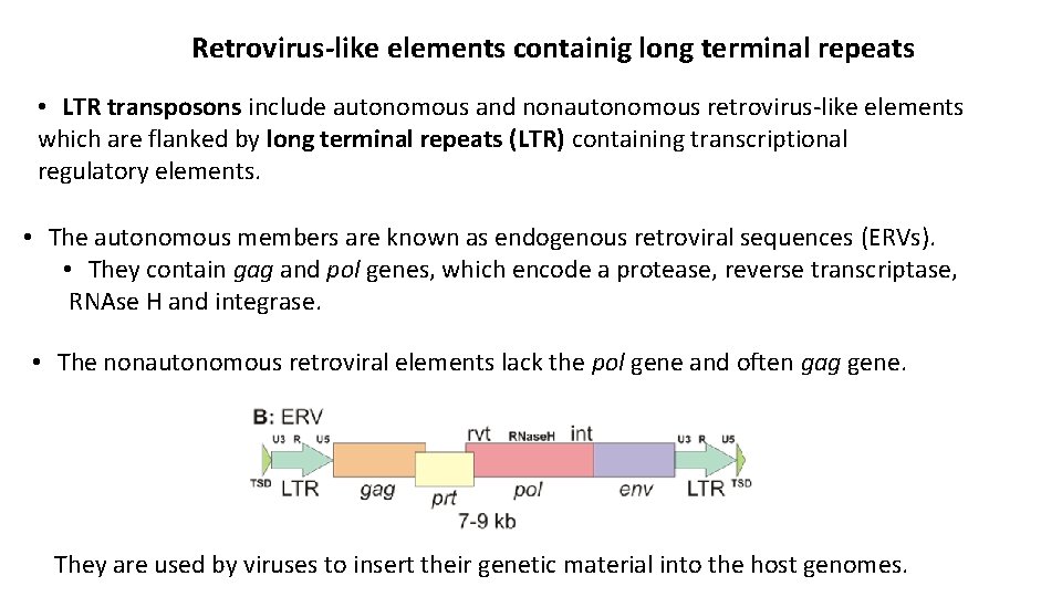 Retrovirus-like elements containig long terminal repeats • LTR transposons include autonomous and nonautonomous retrovirus-like
