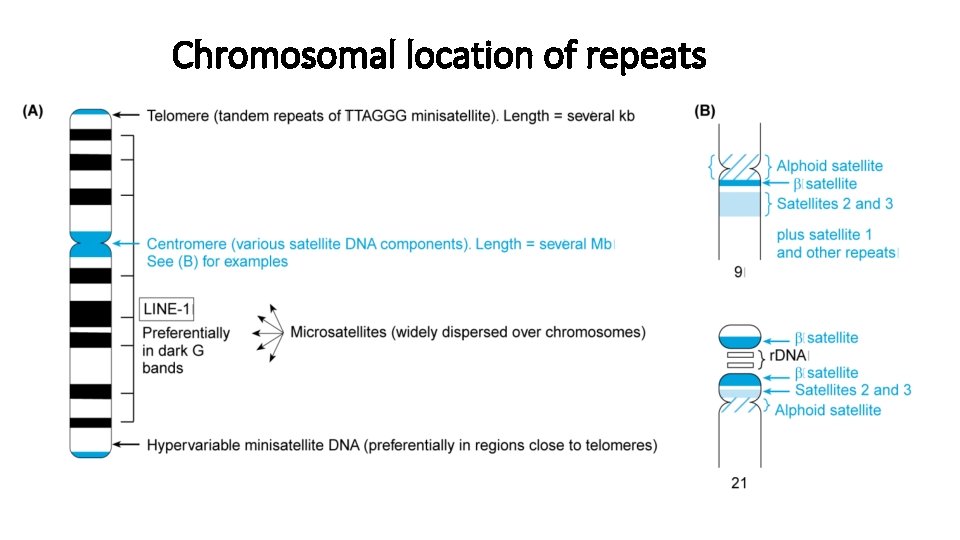 Chromosomal location of repeats 