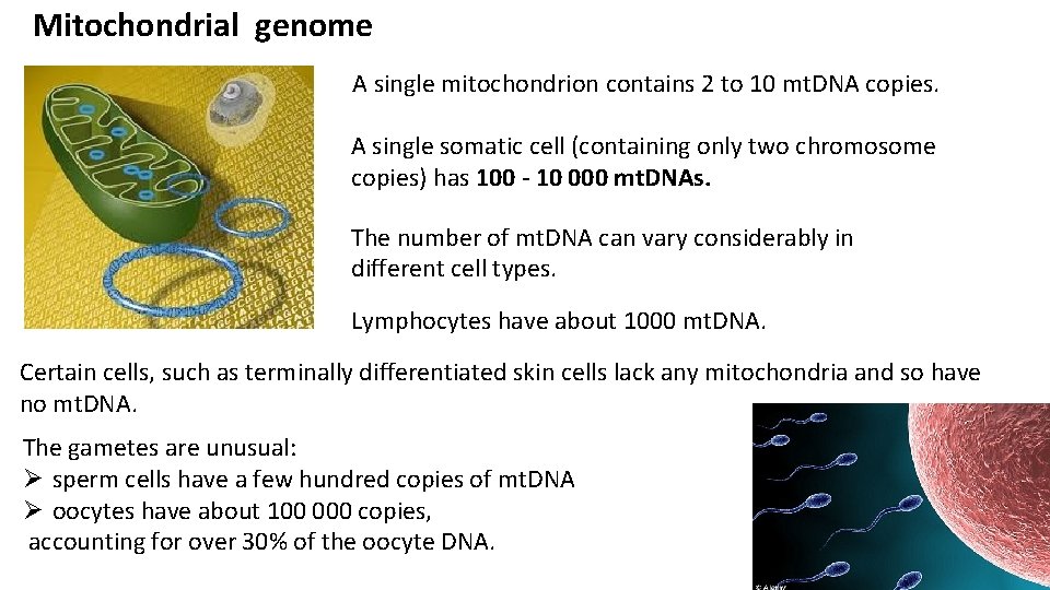 Mitochondrial genome A single mitochondrion contains 2 to 10 mt. DNA copies. A single