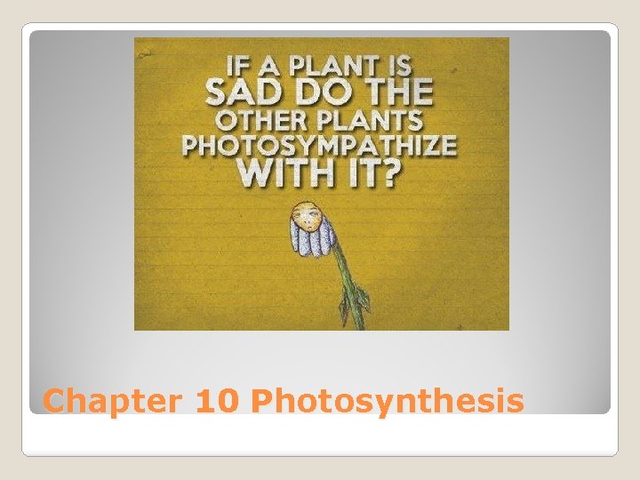 Chapter 10 Photosynthesis 