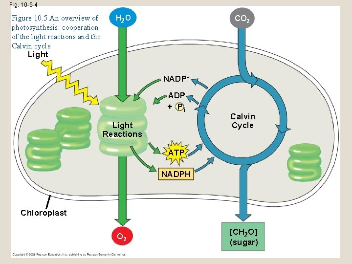 Fig. 10 -5 -4 Figure 10. 5 An overview of photosynthesis: cooperation of the