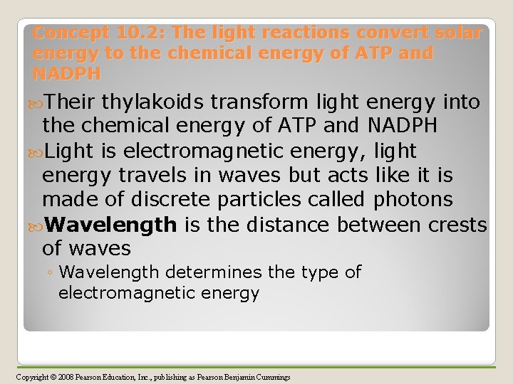 Concept 10. 2: The light reactions convert solar energy to the chemical energy of