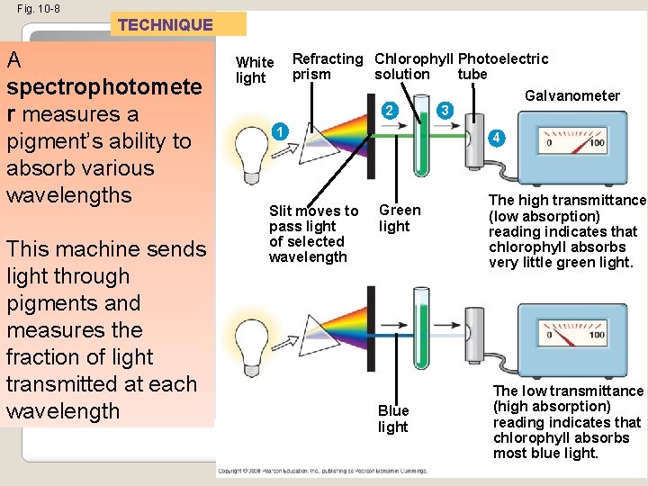 Fig. 10 -8 TECHNIQUE A spectrophotomete r measures a pigment’s ability to absorb various