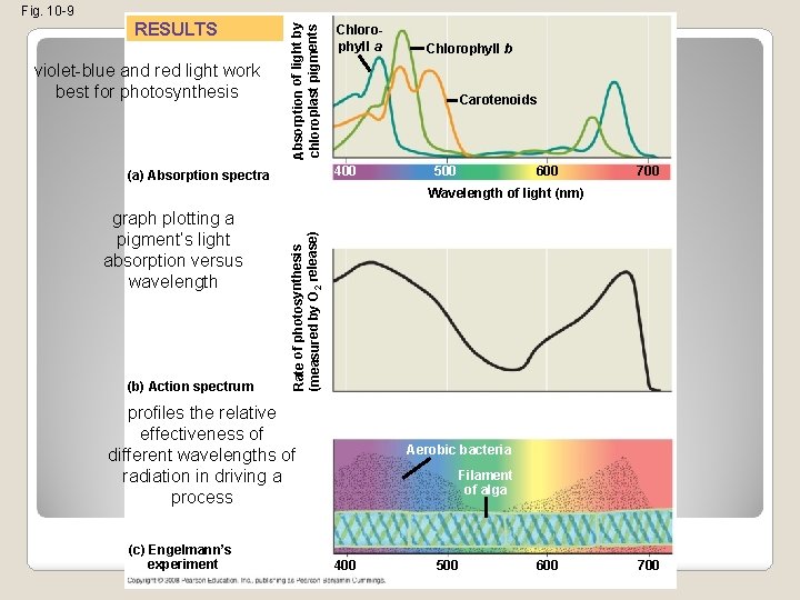 RESULTS violet-blue and red light work best for photosynthesis Absorption of light by chloroplast