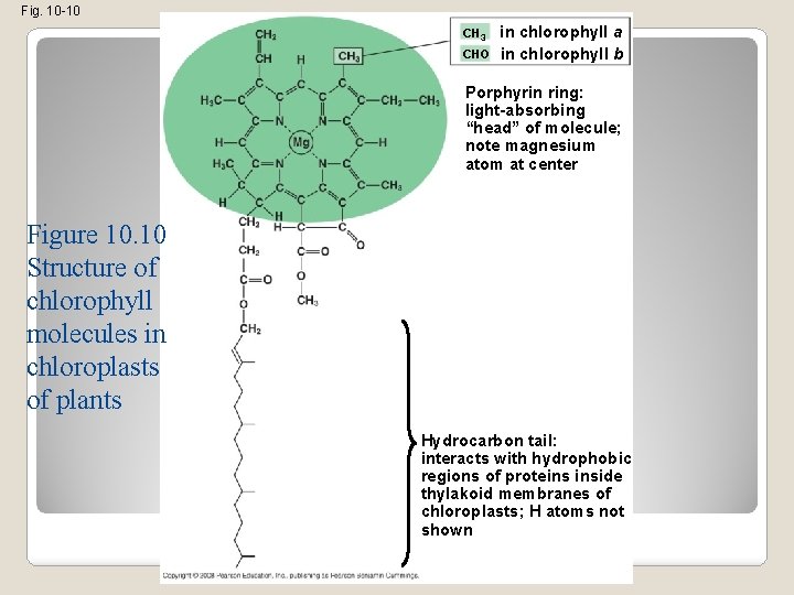 Fig. 10 -10 CH 3 CHO in chlorophyll a in chlorophyll b Porphyrin ring: