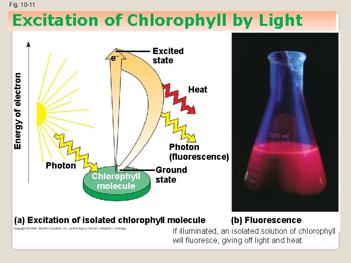 Fig. 10 -11 Excitation of Chlorophyll by Light Energy of electron e– Excited state