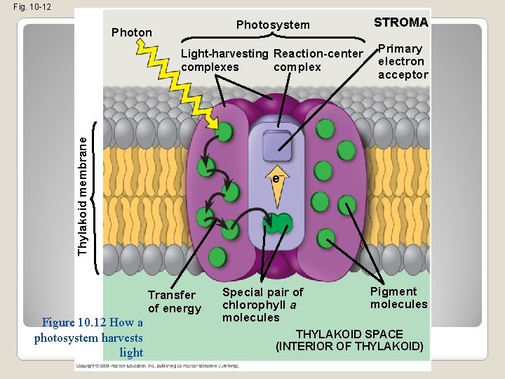 Fig. 10 -12 Photosystem STROMA Light-harvesting Reaction-center complexes Primary electron acceptor Thylakoid membrane Photon