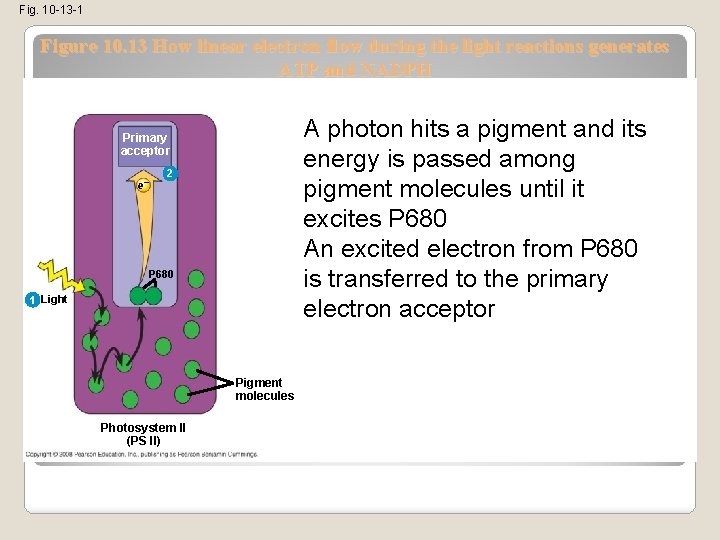Fig. 10 -13 -1 Figure 10. 13 How linear electron flow during the light