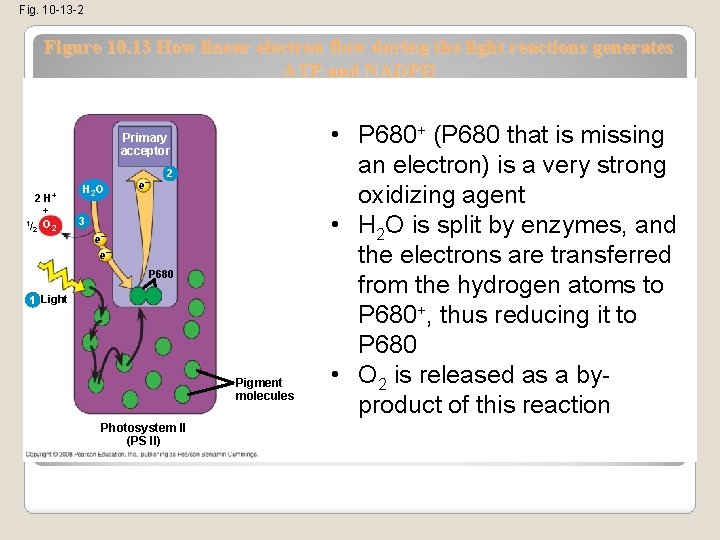 Fig. 10 -13 -2 Figure 10. 13 How linear electron flow during the light
