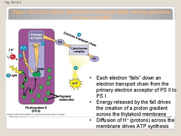 Fig. 10 -13 -3 Figure 10. 13 How linear electron flow during the light