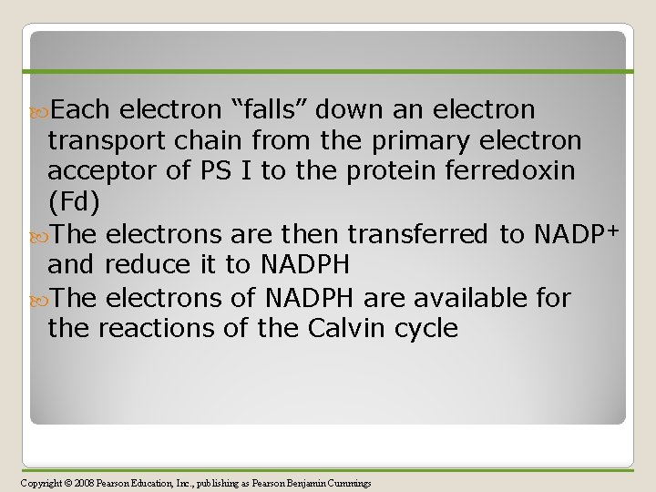  Each electron “falls” down an electron transport chain from the primary electron acceptor
