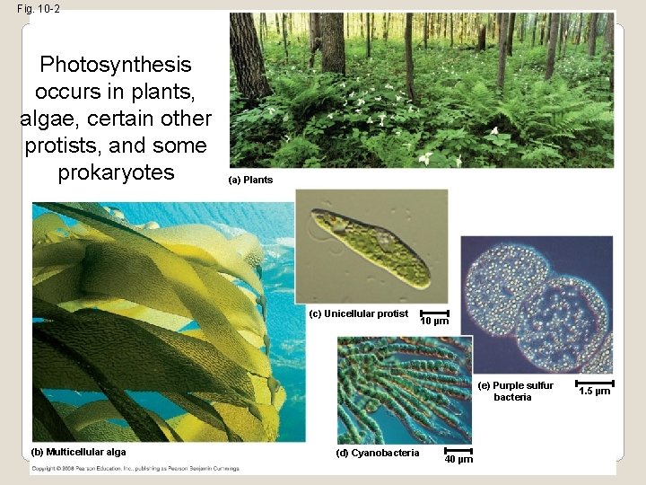 Fig. 10 -2 Photosynthesis occurs in plants, algae, certain other protists, and some prokaryotes