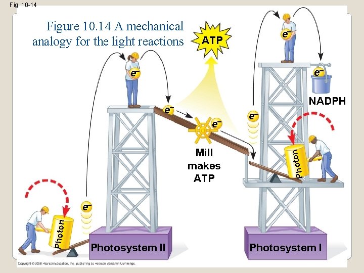 Fig. 10 -14 Figure 10. 14 A mechanical analogy for the light reactions e–