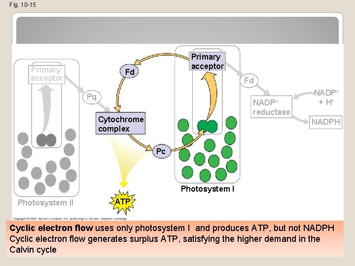 Fig. 10 -15 Primary acceptor Fd Fd Pq NADP+ reductase Cytochrome complex NADP+ +