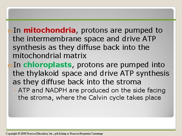  In mitochondria, protons are pumped to the intermembrane space and drive ATP synthesis