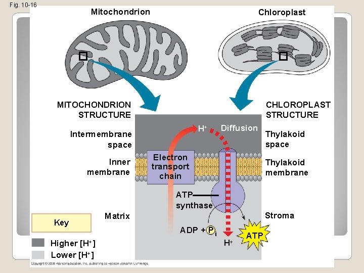 Fig. 10 -16 Mitochondrion Chloroplast MITOCHONDRION STRUCTURE CHLOROPLAST STRUCTURE H+ Intermembrane space Inner membrane