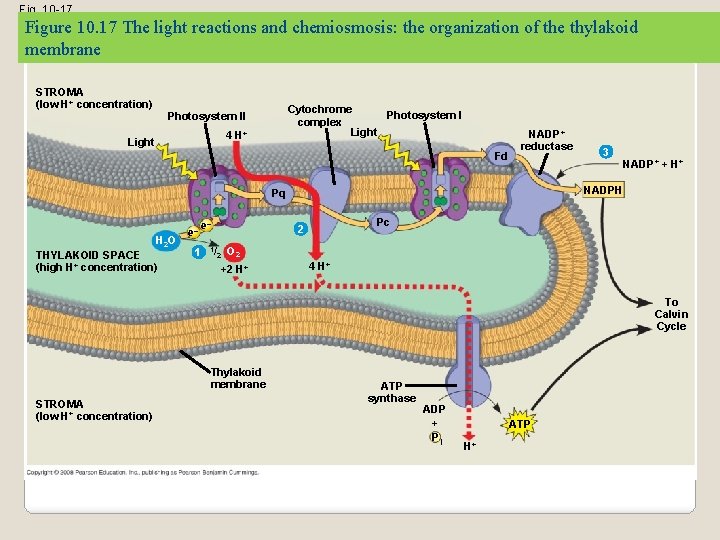 Fig. 10 -17 Figure 10. 17 The light reactions and chemiosmosis: the organization of