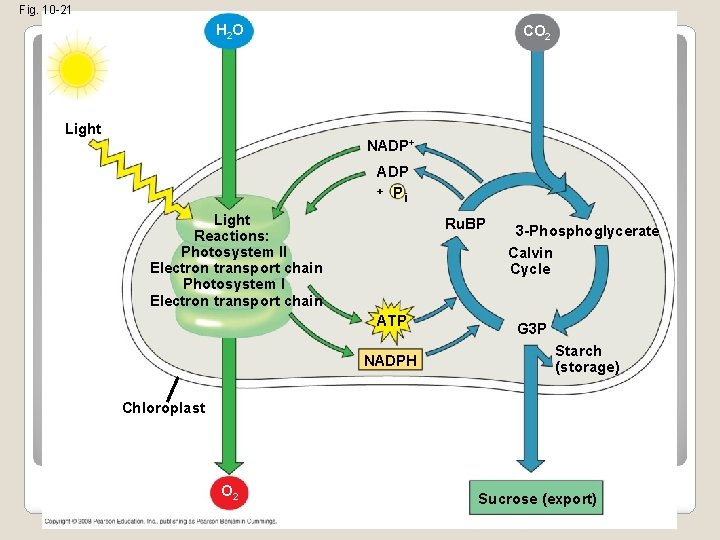 Fig. 10 -21 H 2 O CO 2 Light NADP+ ADP + P i