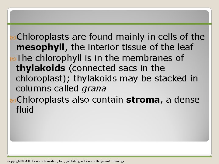  Chloroplasts are found mainly in cells of the mesophyll, the interior tissue of