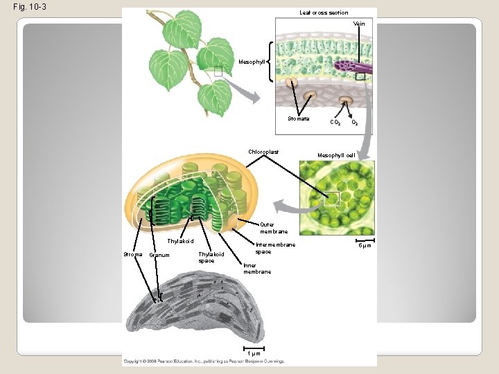 Fig. 10 -3 Leaf cross section Vein Mesophyll Stomata Chloroplast CO 2 Mesophyll cell