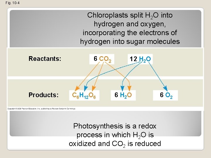 Fig. 10 -4 Chloroplasts split H 2 O into hydrogen and oxygen, incorporating the