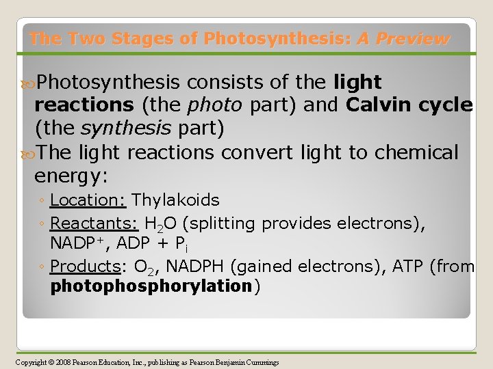 The Two Stages of Photosynthesis: A Preview Photosynthesis consists of the light reactions (the