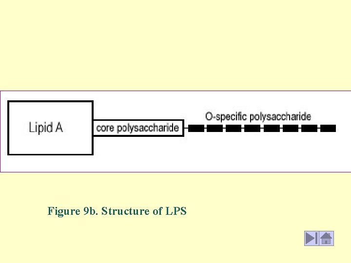 Figure 9 b. Structure of LPS 