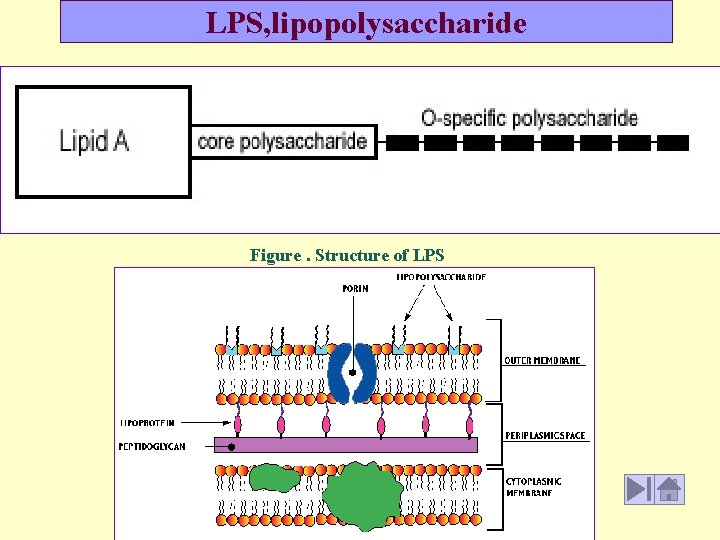 LPS, lipopolysaccharide Figure. Structure of LPS 