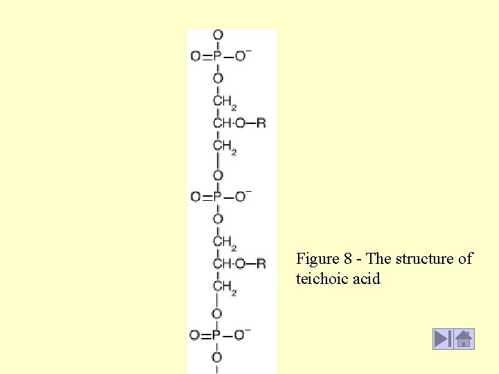 Figure 8 - The structure of teichoic acid 