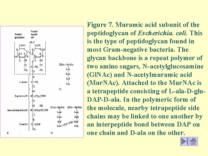 Figure 7. Muramic acid subunit of the peptidoglycan of Escherichia. coli. This is the