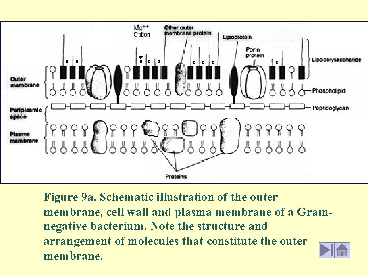 Figure 9 a. Schematic illustration of the outer membrane, cell wall and plasma membrane