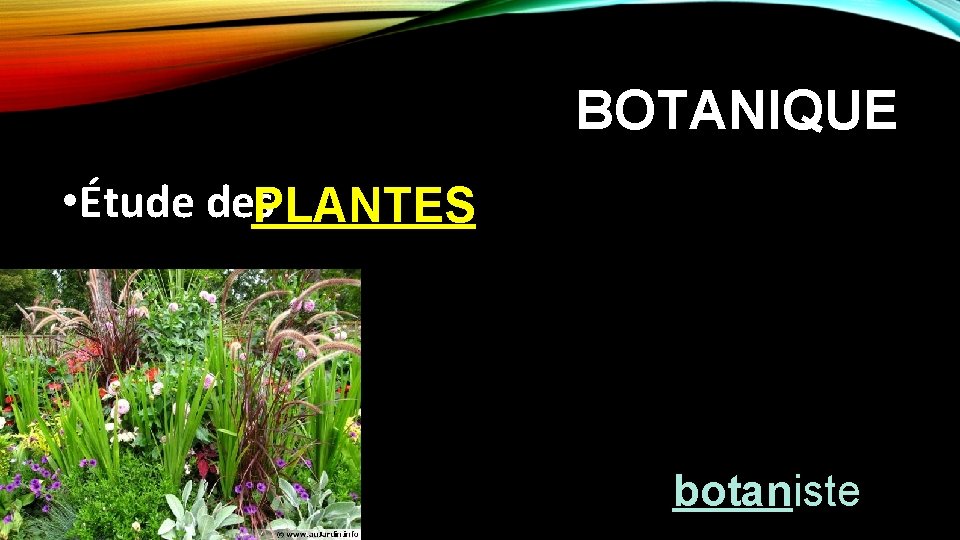 BOTANIQUE • Étude des. PLANTES botaniste 