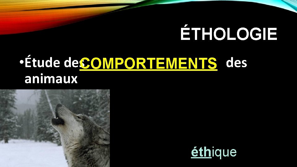 ÉTHOLOGIE • Étude des. COMPORTEMENTS des animaux éthique 