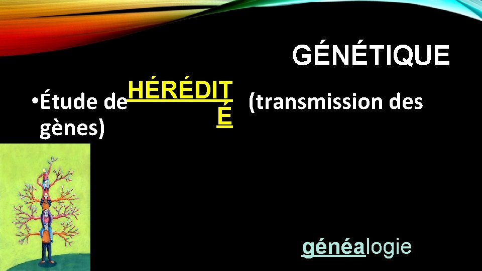 GÉNÉTIQUE HÉRÉDIT • Étude de (transmission des É gènes) généalogie 
